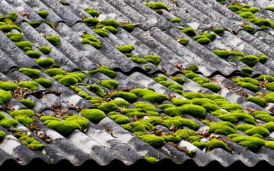Mousse sur le toit : l’ennemi silencieux du confort thermique